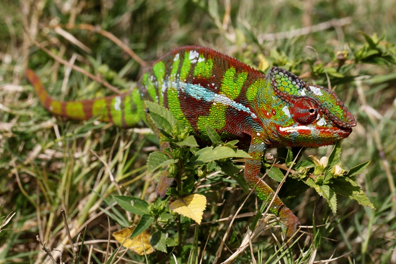 chameleon